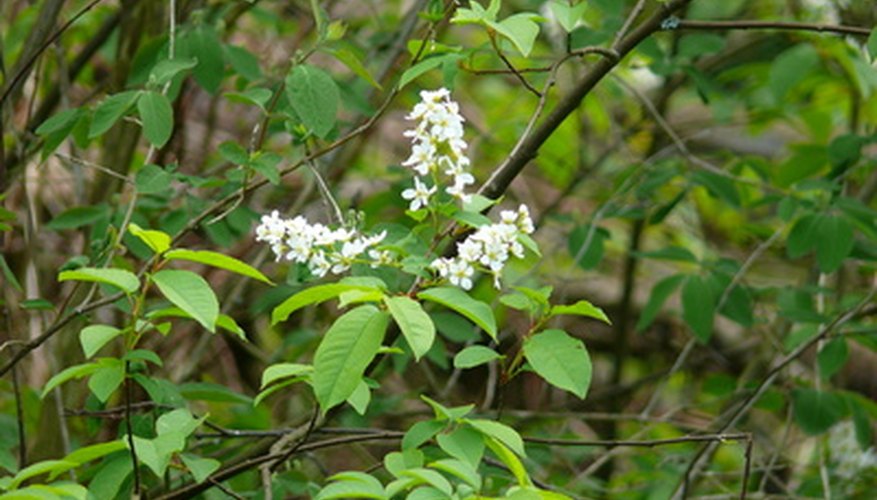 Fire cherry trees provide birds with food. Fire cherry trees provide birds with food.
