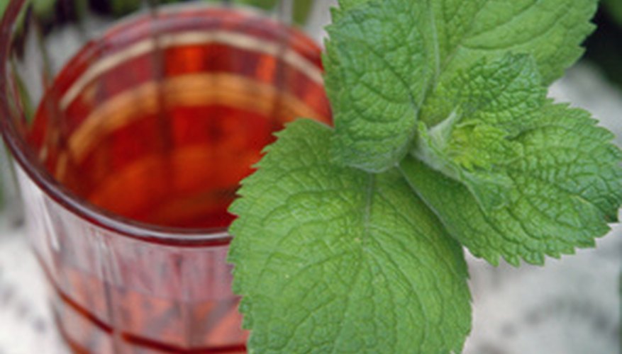 Mint is used in cooking because of its refreshing smell and taste. Mint is used in cooking because of its refreshing smell and taste.