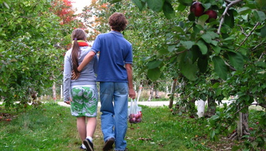 Organic apple trees grow in all parts of Tennessee. Organic apple trees grow in all parts of Tennessee.