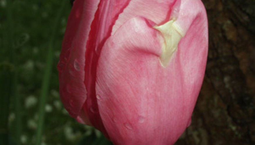 Although not related to tulips, the tulip tree's flowers resemble them. Although not related to tulips, the tulip tree's flowers resemble them.