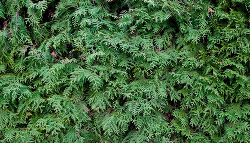 A fir tree has a dense live zone and a sparse dead zone. A fir tree has a dense live zone and a sparse dead zone.