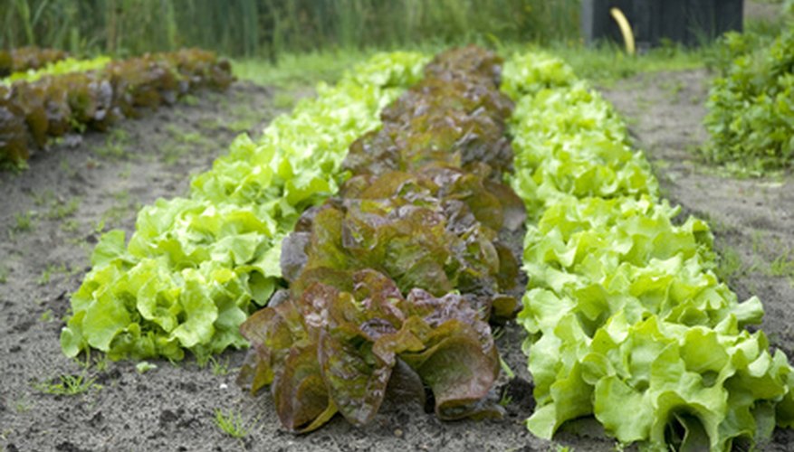 Lettuce is a leafy, low-growing crop that does not produce an edible flower or fruit. Lettuce is a leafy, low-growing crop that does not produce an edible flower or fruit.