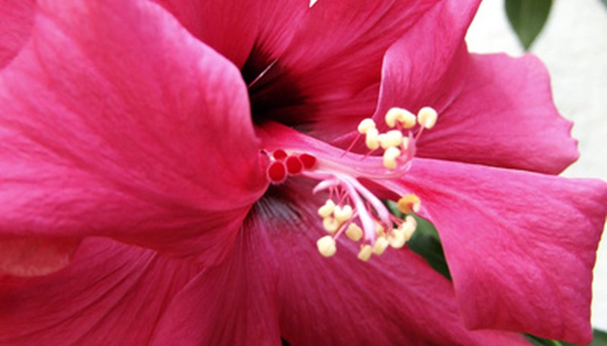 Hibiscus have single and double blooms. Hibiscus have single and double blooms.