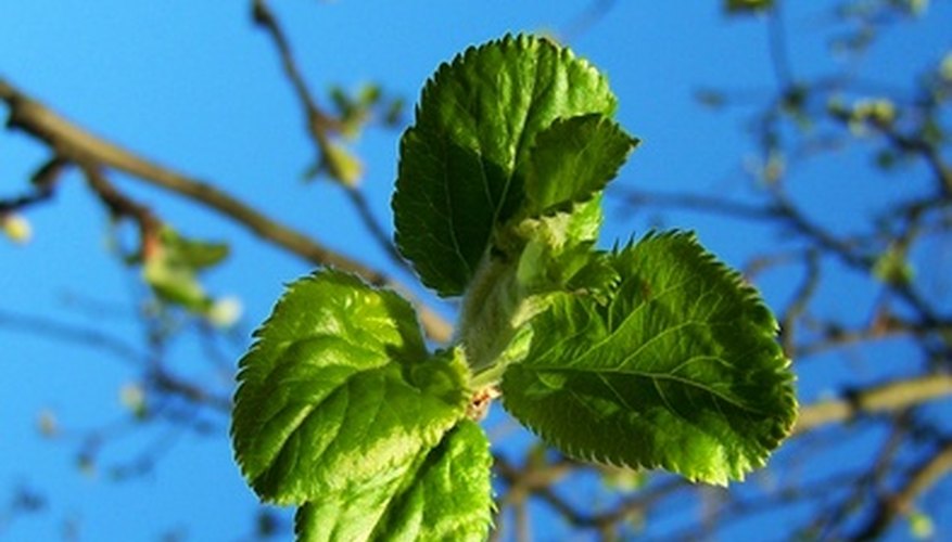 New leaves are susceptible to pests. New leaves are susceptible to pests.
