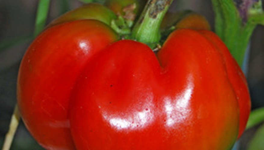 Bell peppers are susceptible to attack from a number of bugs. Bell peppers are susceptible to attack from a number of bugs.