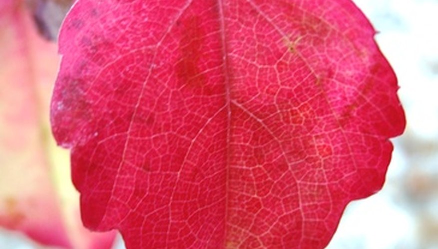 Photo Credit: autumn leaf image by Deborah Durbin from <a href='http://www.fotolia.com'>Fotolia.com</a> A single leaf symbolizes growth, change and a new life.