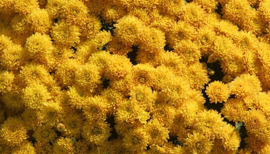 Simple garden ideas enhance the appearance of average homes. Simple garden ideas enhance the appearance of average homes.