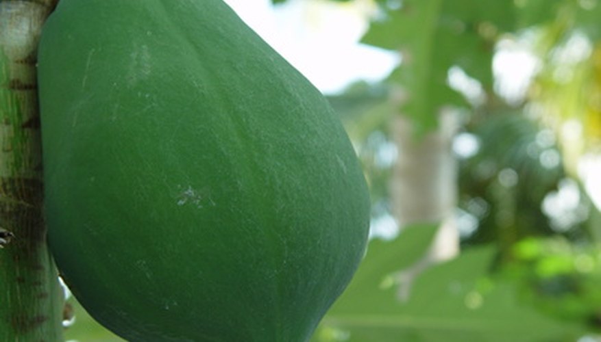 Papaya trees are common fruit trees of rainforests. Papaya trees are common fruit trees of rainforests.
