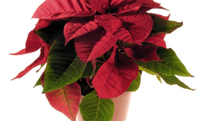 How to Keep Poinsettias Alive | Garden Guides