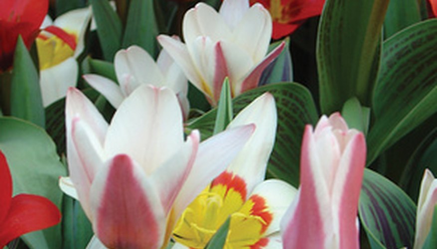 Spring tulips sprout from bulbs, and provide a splash of color. Spring tulips sprout from bulbs, and provide a splash of color.