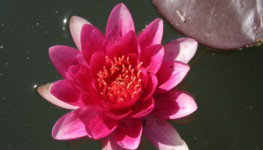 Water lily blooms vary in color depending on species. Water lily blooms vary in color depending on species.