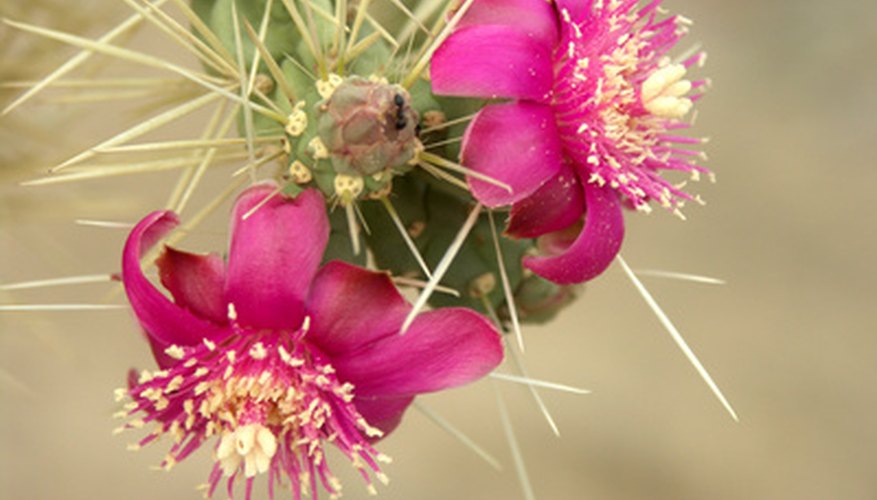 Teddy bear chollas perform well in Northern Utah. Teddy bear chollas perform well in Northern Utah.