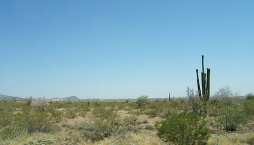 Tumbleweed (right foreground) is native to Russia and Siberia. Tumbleweed (right foreground) is native to Russia and Siberia.