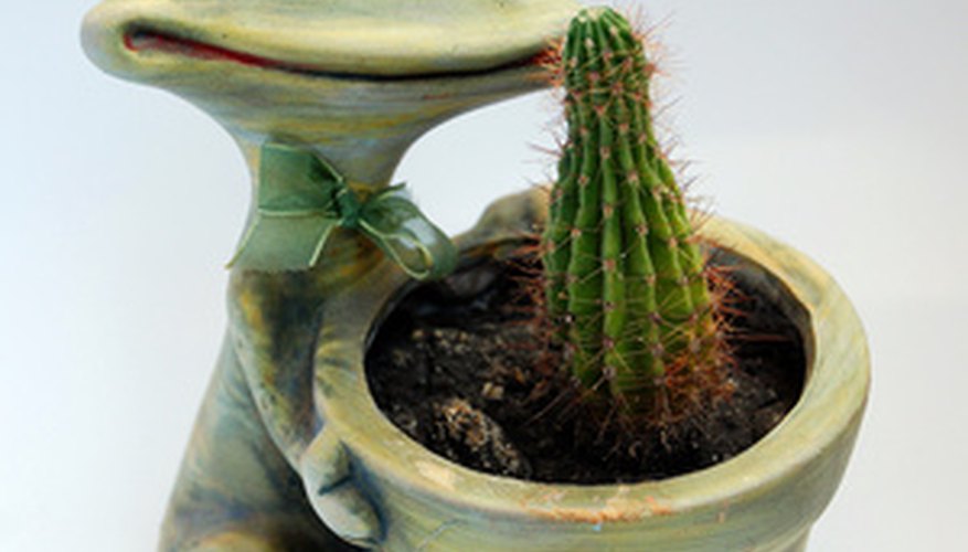 Cactus in a container Cactus in a container