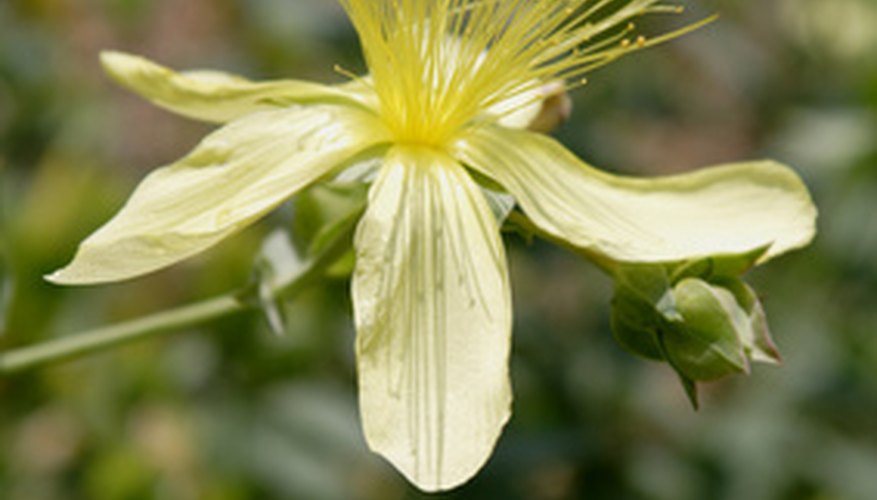 Hypericum perforatum's toxin affects light-skinned livestock and people. Hypericum perforatum's toxin affects light-skinned livestock and people.