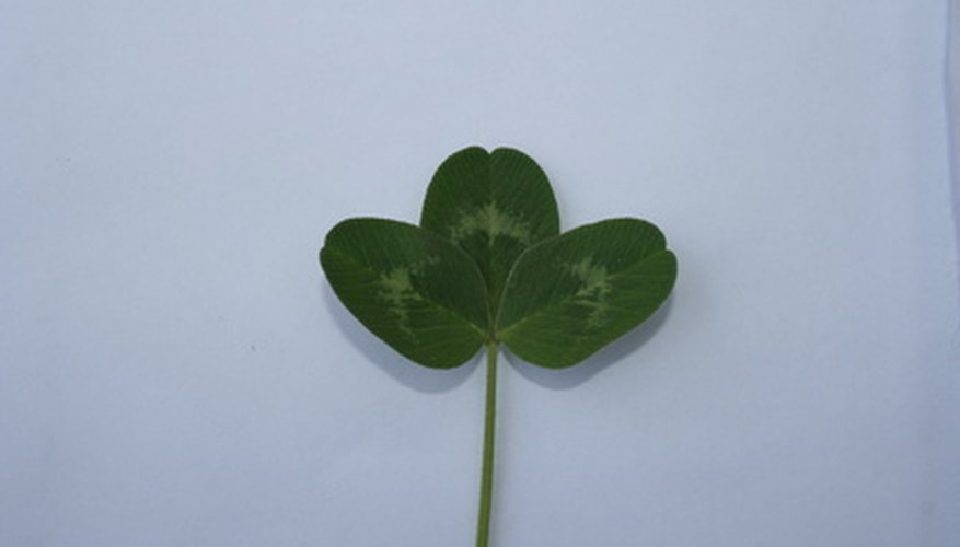 White clover has distinctive crescents. White clover has distinctive crescents.