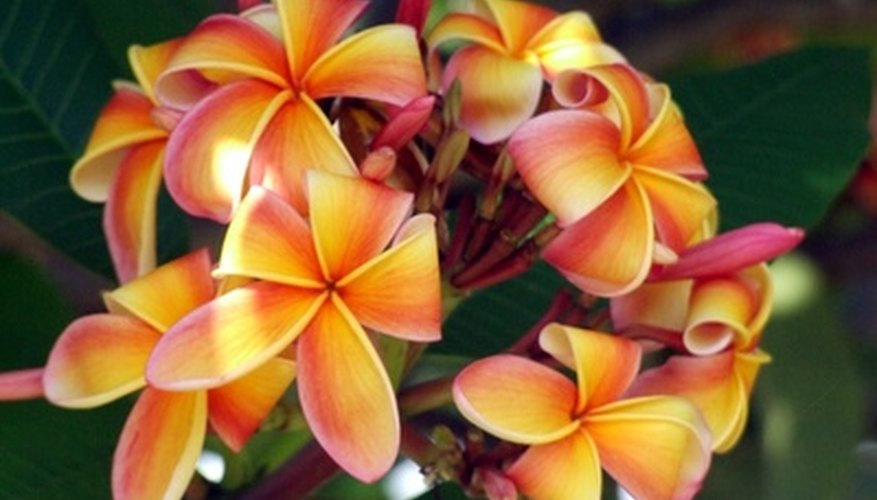 Frangipani flowers come in a vast array of colors. Frangipani flowers come in a vast array of colors.
