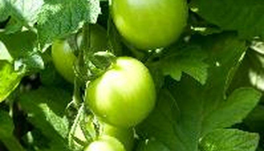 Tomato plants need 1 inch to 2 inches of water per week. Tomato plants need 1 inch to 2 inches of water per week.