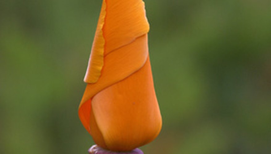 California poppies grow in poor soil and tolerate drought conditions. California poppies grow in poor soil and tolerate drought conditions.