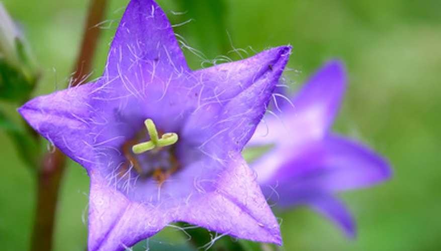 Campanula is easily propagated by dividing the plant in early spring. Campanula is easily propagated by dividing the plant in early spring.