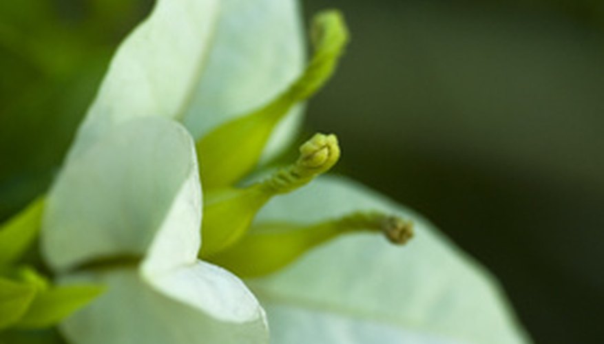 Jasmine bloom emerging Jasmine bloom emerging