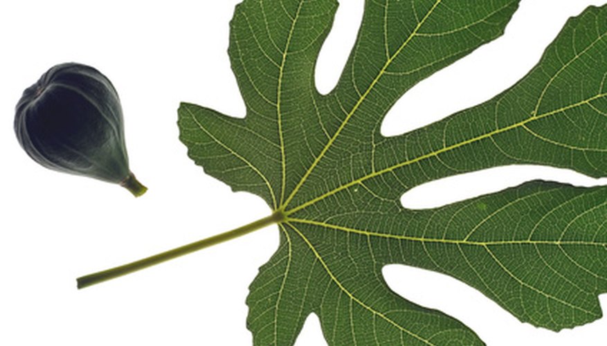 Fig Tree Leaf Identification
