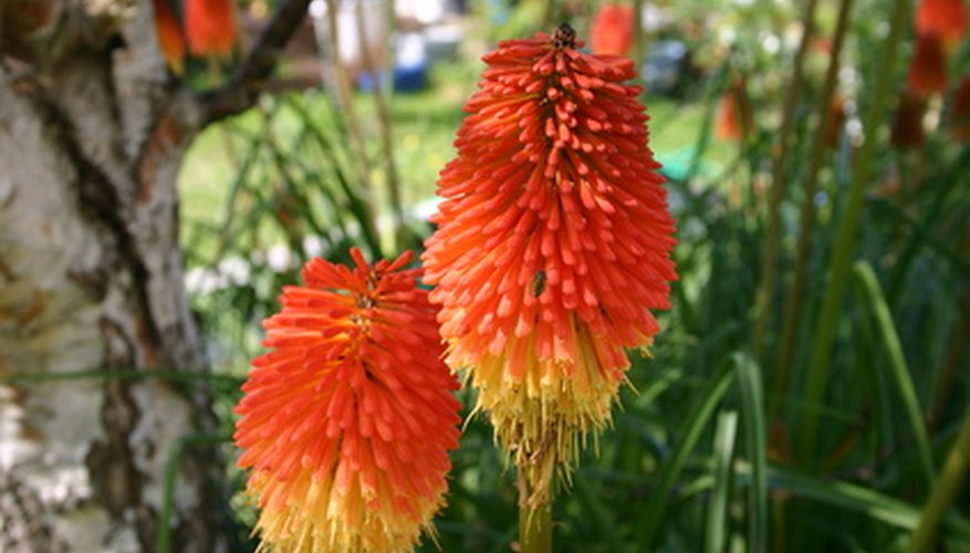 Kniphofia Flamenco Kniphofia Flamenco