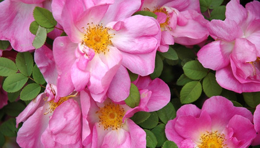 Native roses bring fragrant color to Georgia's wild places. Native roses bring fragrant color to Georgia's wild places.