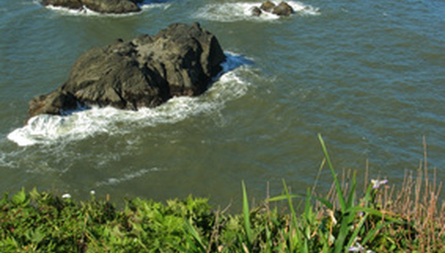 Oregon grape overlooking the Pacific Oregon grape overlooking the Pacific