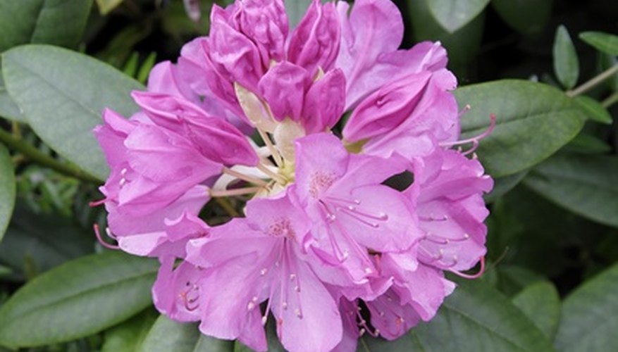 Rhododendrons are familiar shade-loving shrubs. Rhododendrons are familiar shade-loving shrubs.