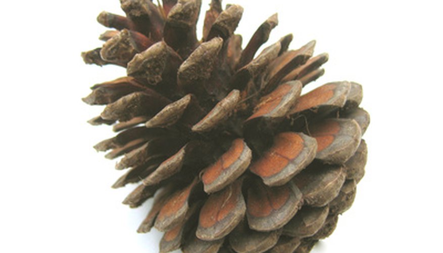 Pine cones are the flowers of pine trees. Pine cones are the flowers of pine trees.