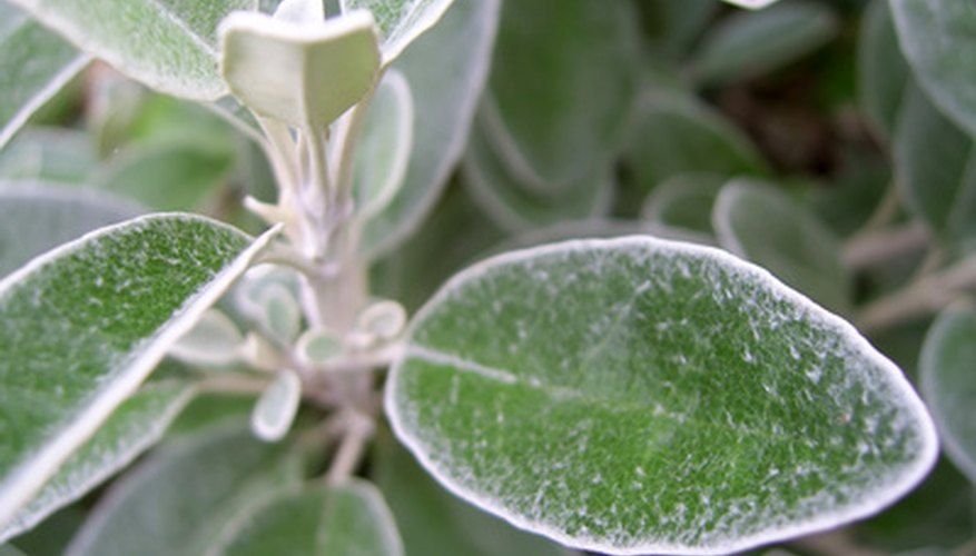Licorice plant leaves look soft and furry. Licorice plant leaves look soft and furry.