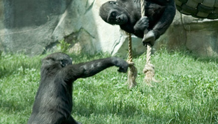 Gorillas are very social creatures. Gorillas are very social creatures.