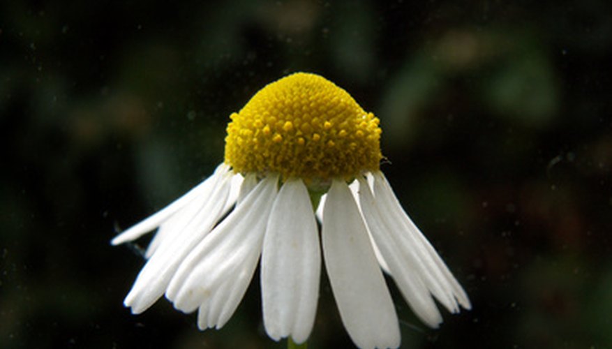 Chamomile is the national flower of Russia. Chamomile is the national flower of Russia.