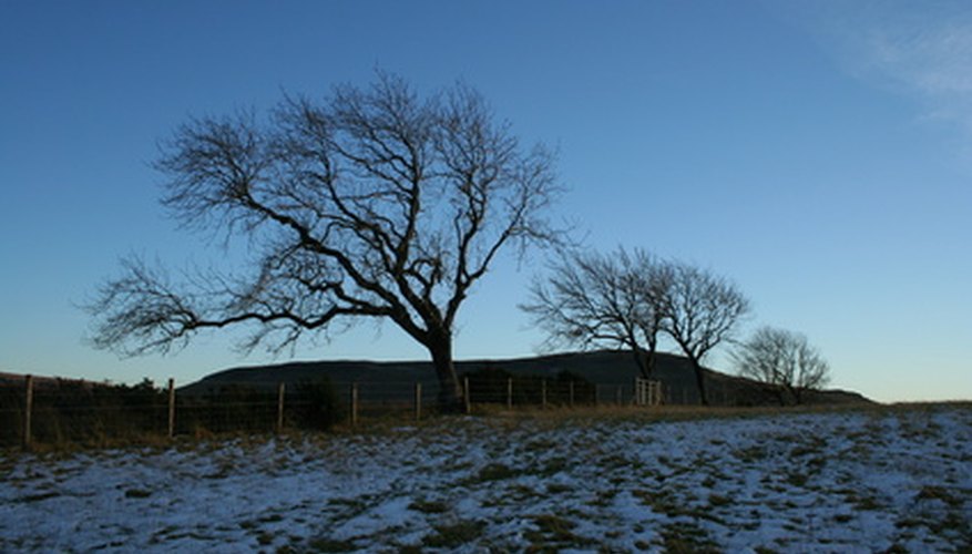 Deciduous trees may lose their leaves during winters or dry seasons, depending on the ecosystem. Deciduous trees may lose their leaves during winters or dry seasons, depending on the ecosystem.