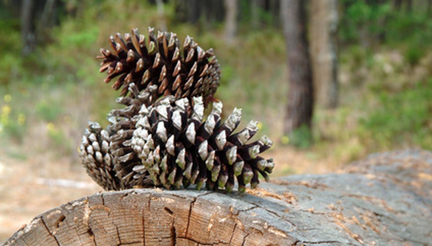Pine cones Pine cones