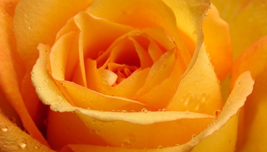 Orange roses like the golden slipper make striking flowering bushes. Orange roses like the golden slipper make striking flowering bushes.