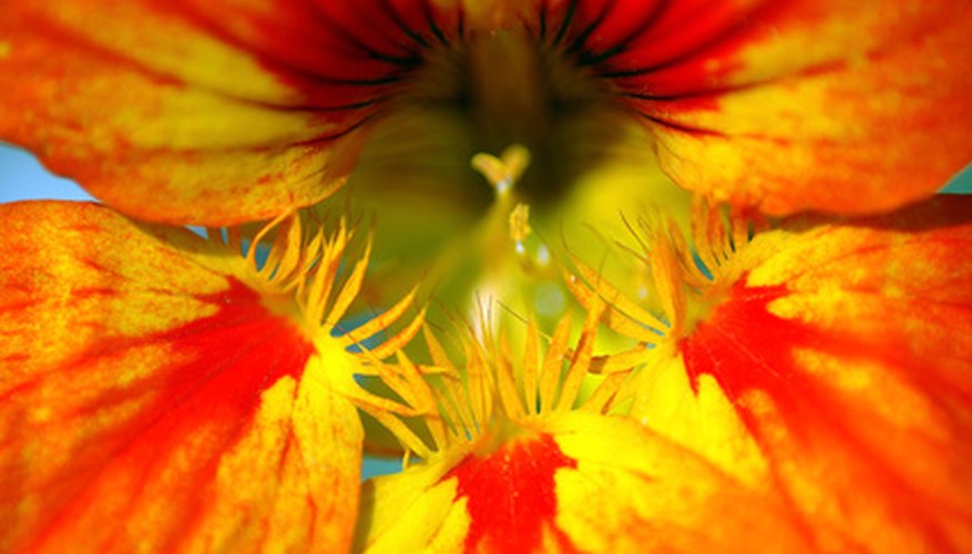 Nasturtium, along with being a beautiful flower, is edible, too. Nasturtium, along with being a beautiful flower, is edible, too.