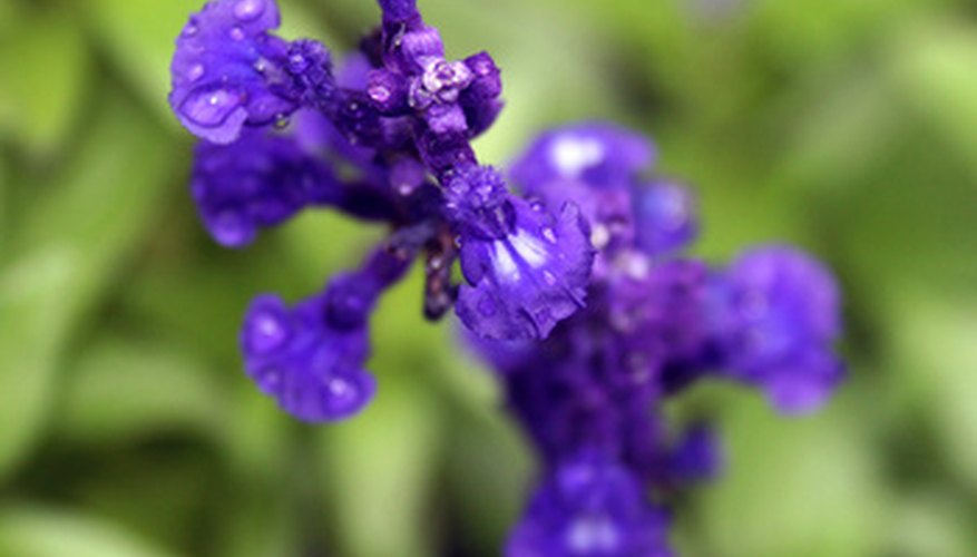 Uses for Russian Sage | Garden Guides