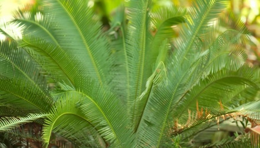 Indoor plants are susceptible to several insect pests. Indoor plants are susceptible to several insect pests.