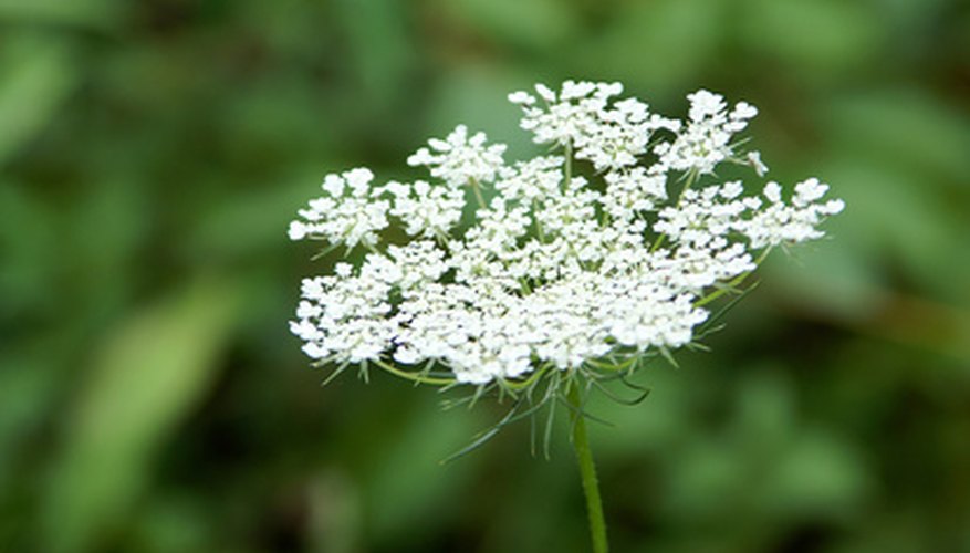 Queen Annes Lace is a common roadside weed. Queen Annes Lace is a common roadside weed.