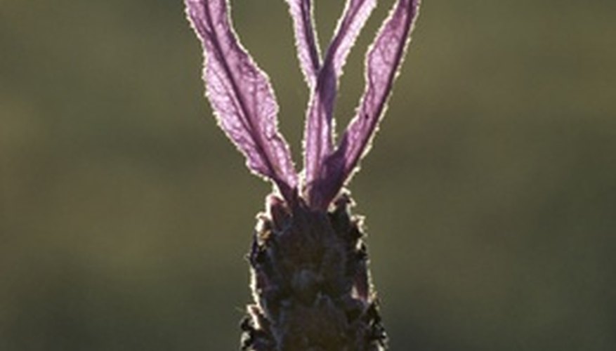 Sweet lavender's flowers rise above the plant's foliage. Sweet lavender's flowers rise above the plant's foliage.