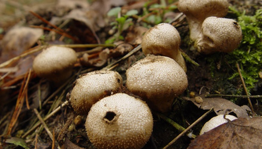 spore mushroom