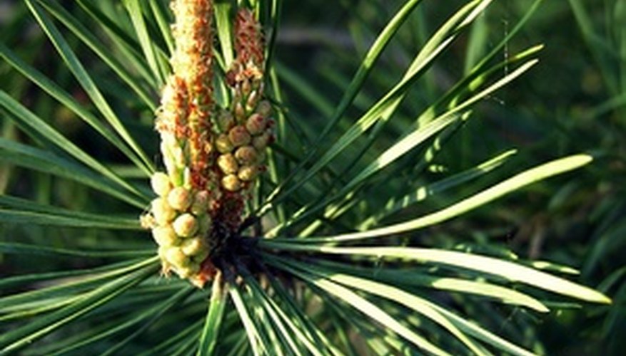 The needle leaves that grow on pine trees typically remain on the tree all year round. The needle leaves that grow on pine trees typically remain on the tree all year round.