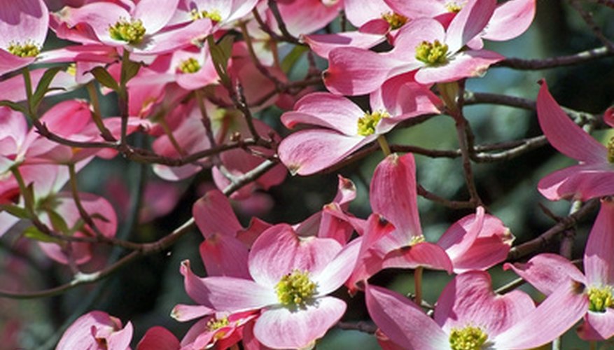 There are white, red and pink dogwood trees There are white, red and pink dogwood trees