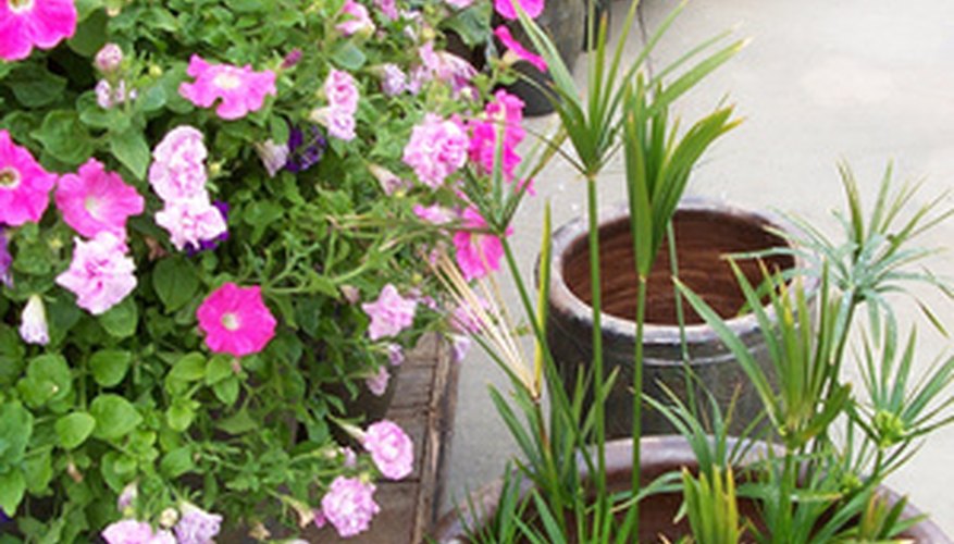 Most commercial potting soils are comprised of a variety of growing media. Most commercial potting soils are comprised of a variety of growing media.