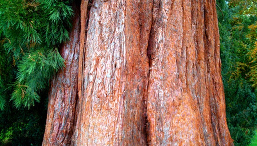 Scotch pine tree (Pinus sylvestris) Scotch pine tree (Pinus sylvestris)