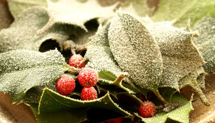 Not all holly leaves have spines but only female plants have berries. Not all holly leaves have spines but only female plants have berries.