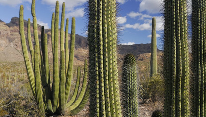 Organ pipe cactus takes years to mature. Organ pipe cactus takes years to mature.
