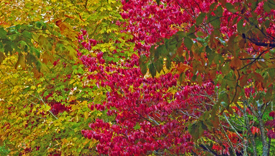 Red dogwoods have bright blossoms instead of pale white ones. Red dogwoods have bright blossoms instead of pale white ones.